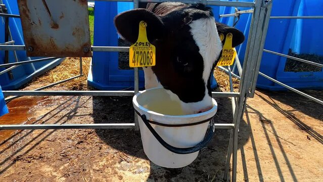 Calf drinks water and turns its head in different directions.
