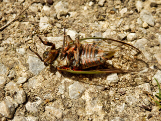 Male European Cicada (Lyristes plebejus) found in the Dordogne, France. This is the largest cicada to be found in France and is known as the Great Cicada
