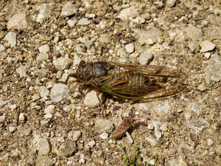 Male European Cicada (Lyristes plebejus) found in the Dordogne, France. This is the largest cicada...