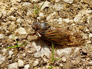 Male European Cicada (Lyristes plebejus) found in the Dordogne, France. This is the largest cicada to be found in France and is known as the Great Cicada
