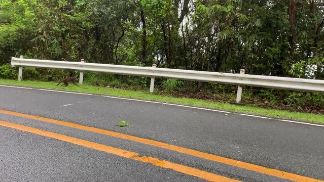 Wild monkeys on the side of mountain highway picking fruits thrown out from car window.