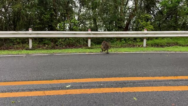 Wild monkeys on the side of mountain highway picking fruits thrown out from car window.