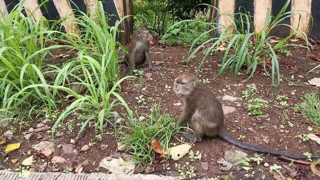 Wild monkeys on the side of mountain highway picking fruits thrown out from car window.