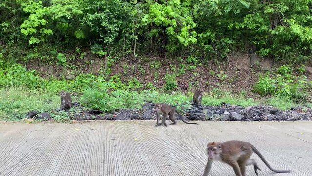 Wild monkeys on the side of mountain highway picking fruits thrown out from car window.