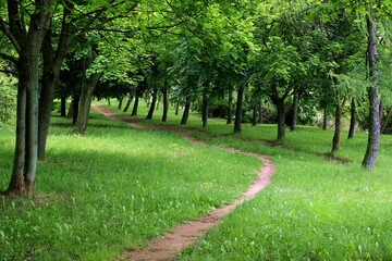 An old, 45-year-old path leading through a meadow and forest, often frequented

