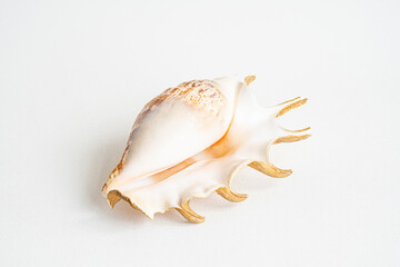 Seashell aesthetic. Minimalistic still life of sea shell.