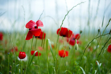 Close up of red poppy flowers - 614214103