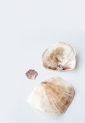 Seashells aesthetic. Minimalistic still life of sea shells.