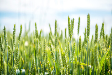 Ears of green wheat in the wheat field - 614214189