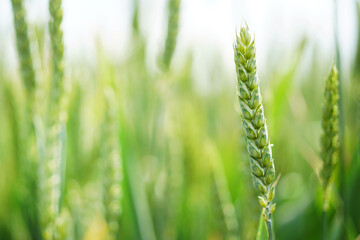 Green wheat ear, background