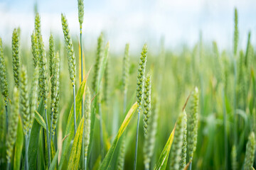 Ears of green wheat in the wheat field