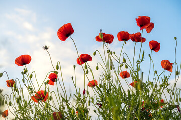 Blue sky background, poppy flowers - 614214366