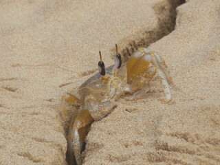 crab on the beach