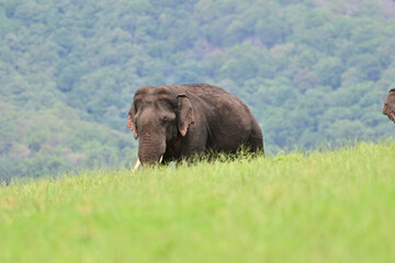 The Asian elephant is the largest land mammal on the Asian continent. They inhabit dry to wet forest and grassland habitats in  countries spanning South and Southeast Asia.