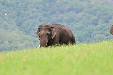 Naklejka na ściany i meble The Asian elephant is the largest land mammal on the Asian continent. They inhabit dry to wet forest and grassland habitats in countries spanning South and Southeast Asia.