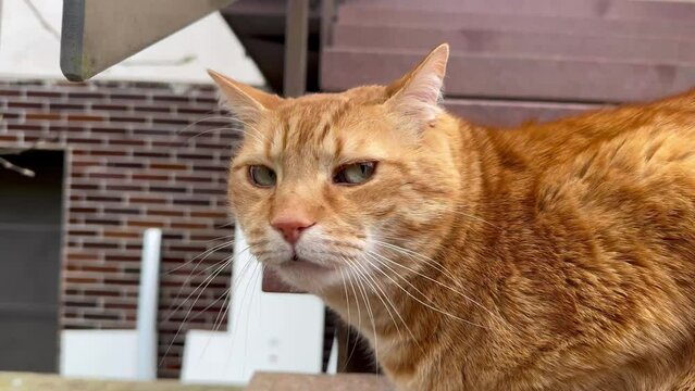 Feline Portrait Ginger Cat with Green Eyes. Closeup of Orange Cute Pet Outside. 