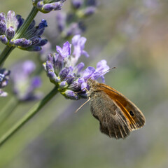 Macro de fadet commun