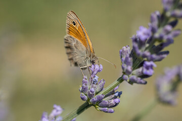 Macro de fadet commun