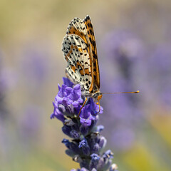 Macro de mélitée orangée