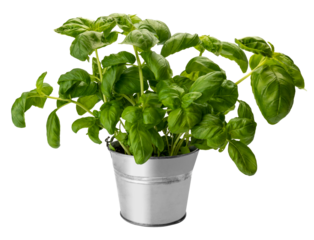 Basil plant in tin pot