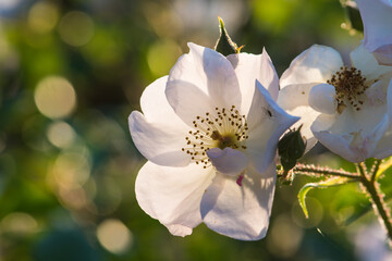 White Dog Rose