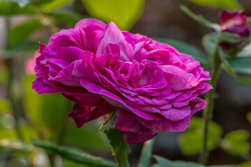 Fototapeta premium Rosa hybrida 