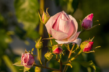 Rosa Hybrida
