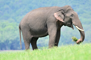 The Asian elephant is the largest land mammal on the Asian continent. They inhabit dry to wet forest and grassland habitats in  countries spanning South and Southeast Asia.