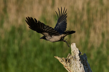 Nebelkrähe bei der Futtersuche im Frühjahr in der Abendsonne