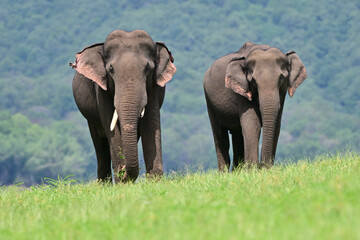 Obraz premium The Asian elephant is the largest land mammal on the Asian continent. They inhabit dry to wet forest and grassland habitats in 13 range countries spanning South and Southeast Asia.