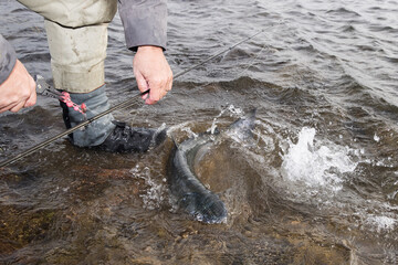 Salmon fish being released by fisherman into the river. Catch and release is a fun part of the...