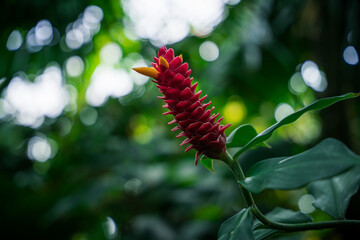 Costus Comosus - Barbatus