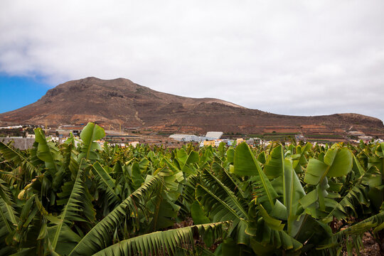 Cultivo de plataneras en el municipio de G&aacute;ldar en la isla de Gran Canaria, Espa&ntilde;a