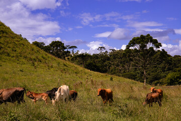 Gado pastando na fazenda