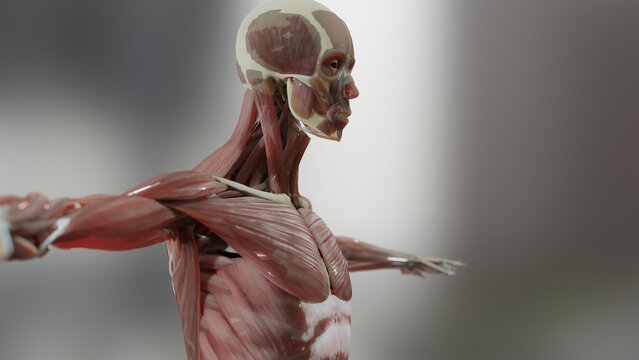 3d illustration of Human anatomy, muscles, organs, bones. Creative color palettes and designer details, unstructured showing parts, 3d render	
