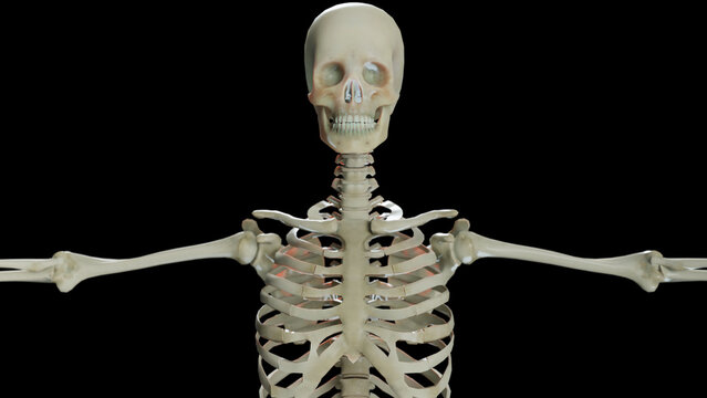 Human male skeleton Anatomy. medical accurate, black background, 3d render