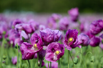 Field of purple poppies in Germany. Flowers and seedhead. Poppy sleeping pills, opium.