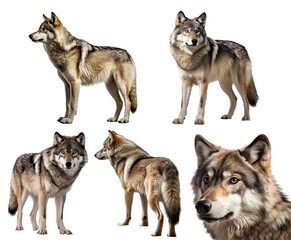 Wolf, many angles and view portrait side back head shot isolated on transparent background cutout, PNG file, 
