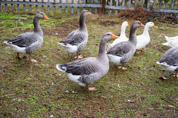 Domestic geese graze. Geese in a courtyard. Free range poultry farming