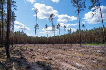 Empty field after Illegal deforestation with tree stumps, timber logging, Lumber industry, woodworking industry, global warming, and climate change