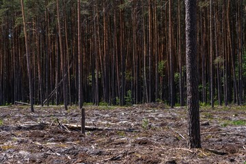 Empty field after Illegal deforestation with tree stumps, timber logging, Lumber industry, woodworking industry, global warming, and climate change - 614231142