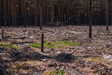 Empty field after Illegal deforestation with tree stumps, timber logging, Lumber industry, woodworking industry, global warming, and climate change - 614231156