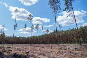 Empty field after Illegal deforestation with tree stumps, timber logging, Lumber industry, woodworking industry, global warming, and climate change - 614231164