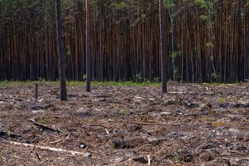 Empty field after Illegal deforestation with tree stumps, timber logging, Lumber industry, woodworking industry, global warming, and climate change - 614231170