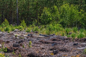 Empty field after Illegal deforestation with tree stumps, timber logging, Lumber industry, woodworking industry, global warming, and climate change - 614231191