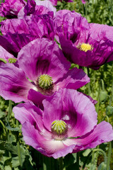 Naklejka premium Field of purple poppies in Germany. Flowers and seedhead. Poppy sleeping pills, opium.