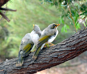 Yellow throated honeyeater babies