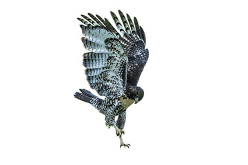 Juvenile Red-tailed Hawk (Buteo jamaicensis) Photo, Dancing on a Transparent Background - 614231516