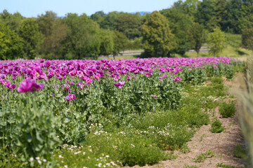 Field of purple poppies in Germany. Flowers and seedhead. Poppy sleeping pills, opium.