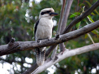 Kookaburra